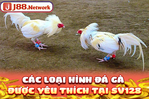 Các loại hình đá gà được yêu thích tại SV128 Các loại hình đá gà được yêu thích tại SV128